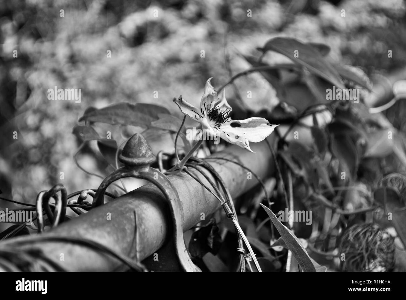 Le noir et blanc Clematis reine gitane culture des fleurs sur une clôture de Banque D'Images