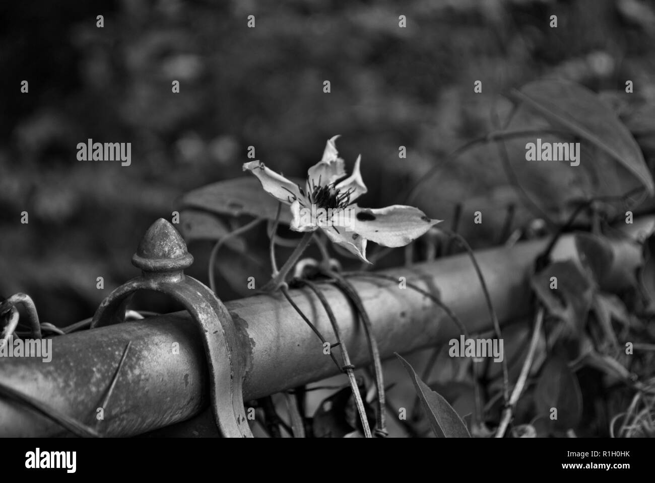Le noir et blanc Clematis reine gitane culture des fleurs sur une clôture de Banque D'Images