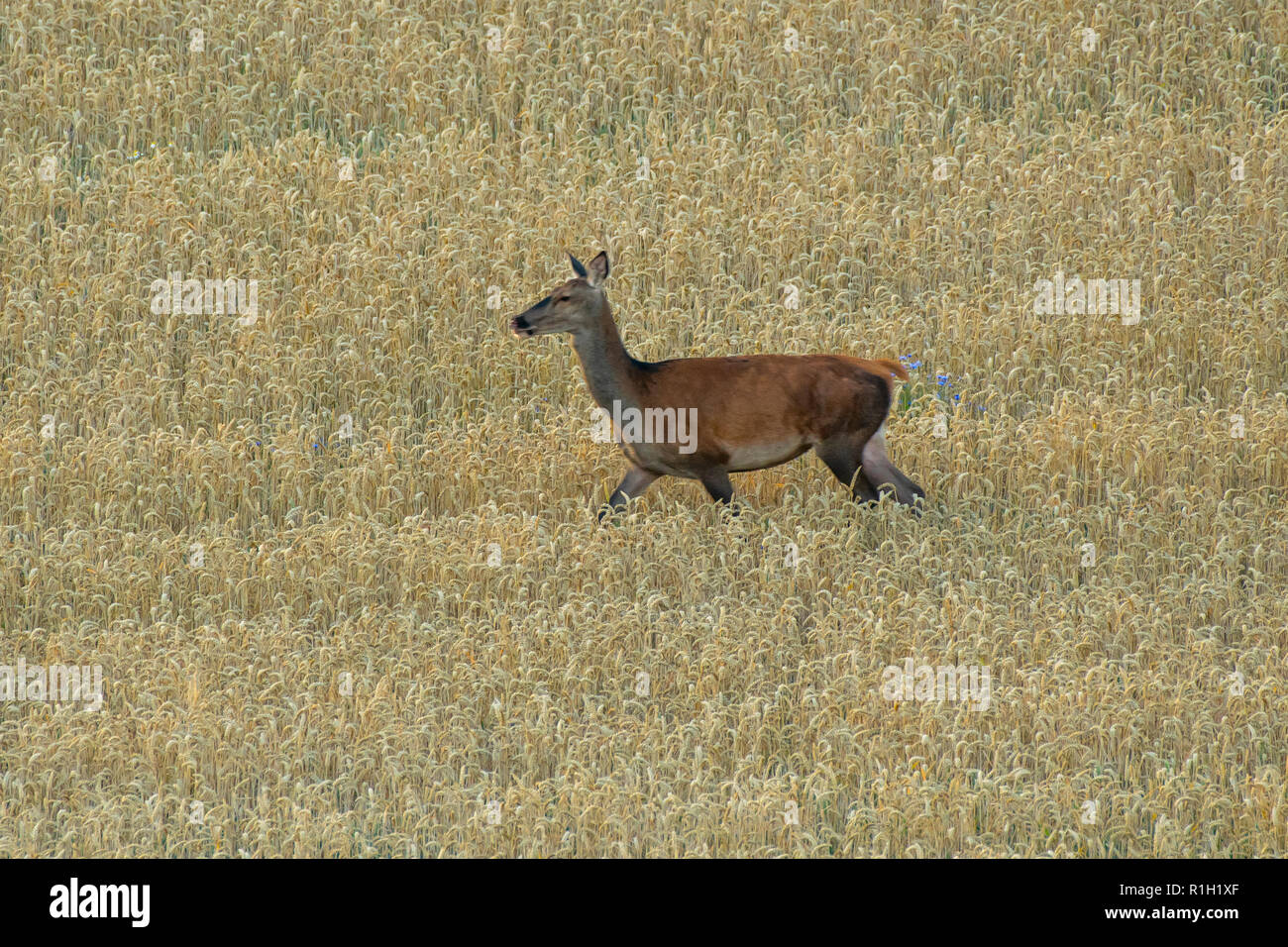 Red Deer (Cervus elaphus) hind en période de reproduction Banque D'Images