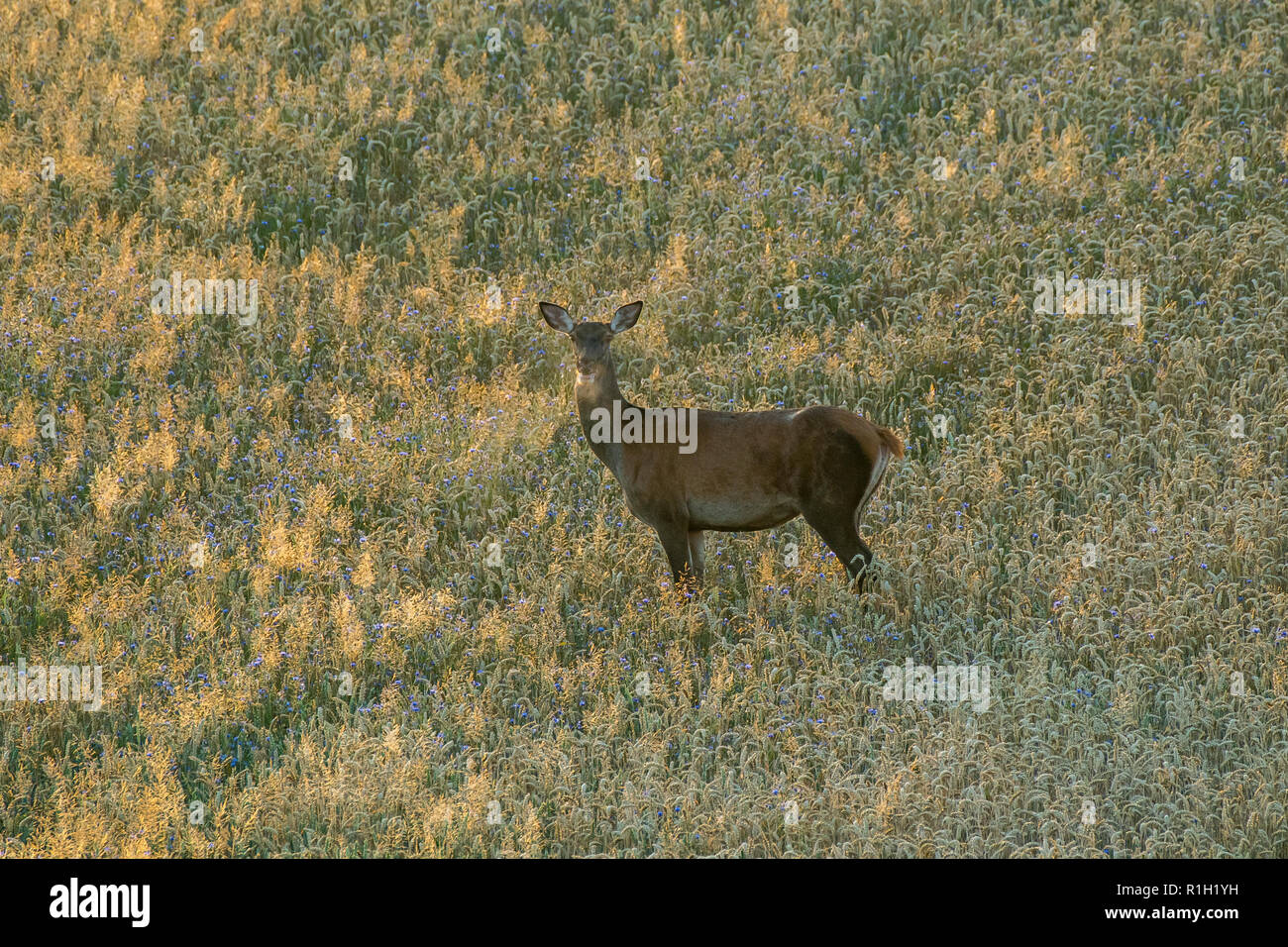 Red Deer (Cervus elaphus) hind en période de reproduction Banque D'Images