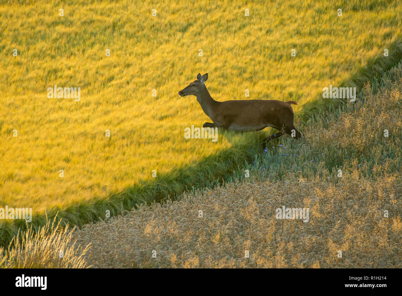 Red Deer (Cervus elaphus) hind en période de reproduction Banque D'Images
