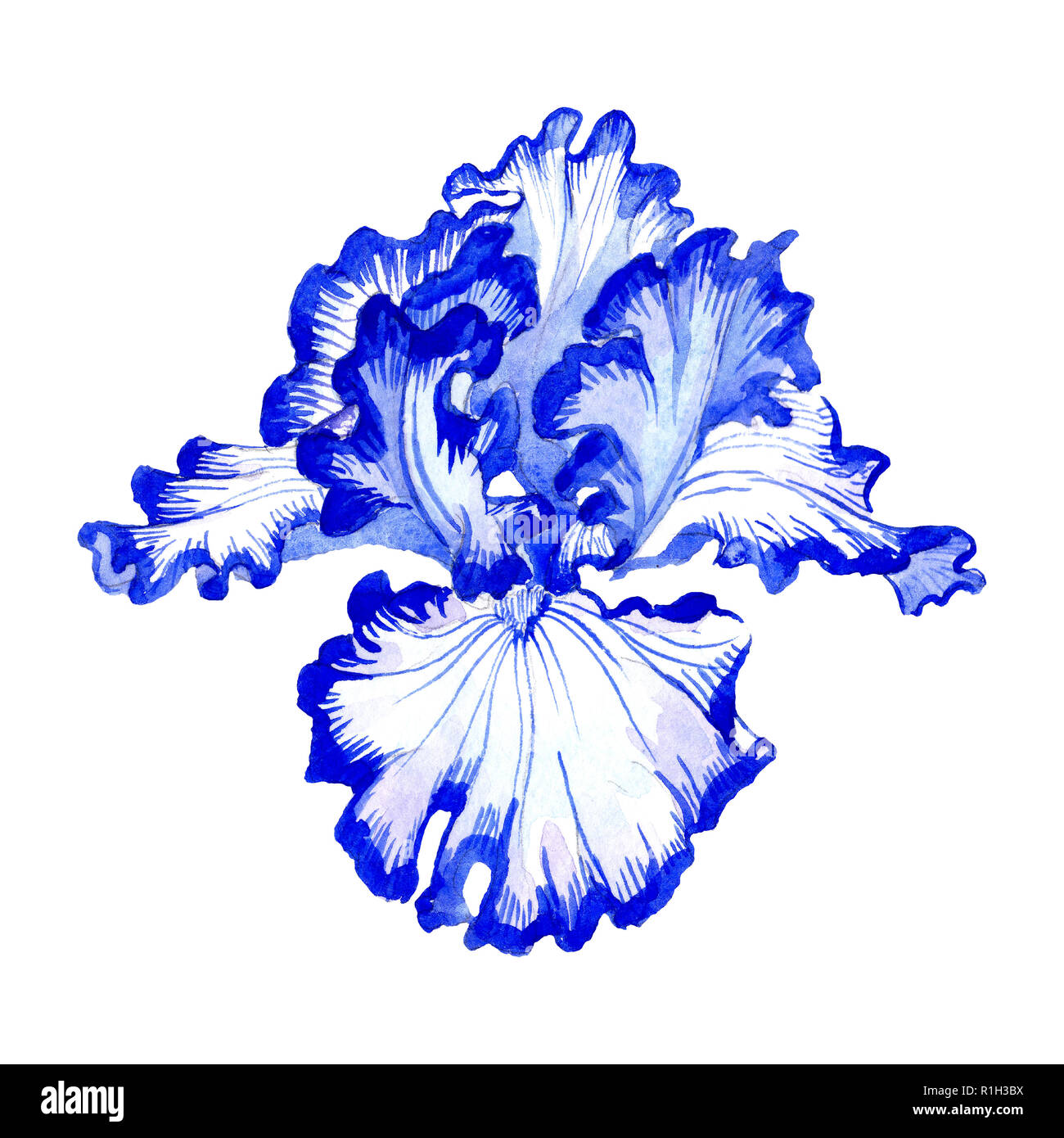 Iris Violets Botanique Floral Fleur Aquarelle Dessin Aquarelle Iris Isoles De L Element D Illustration Photo Stock Alamy