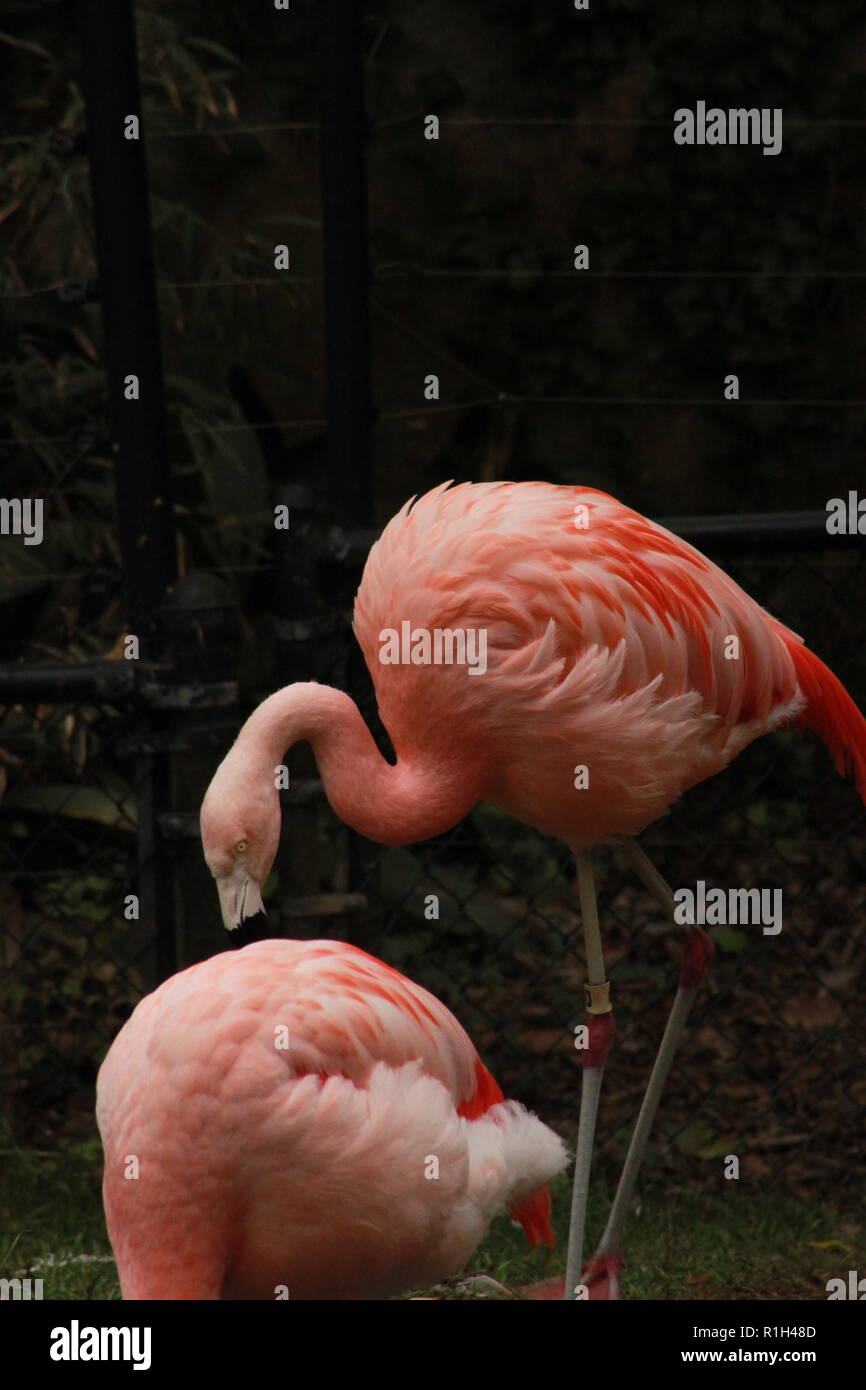 Zoo De Caroline Du Nord Banque d'image et photos Alamy