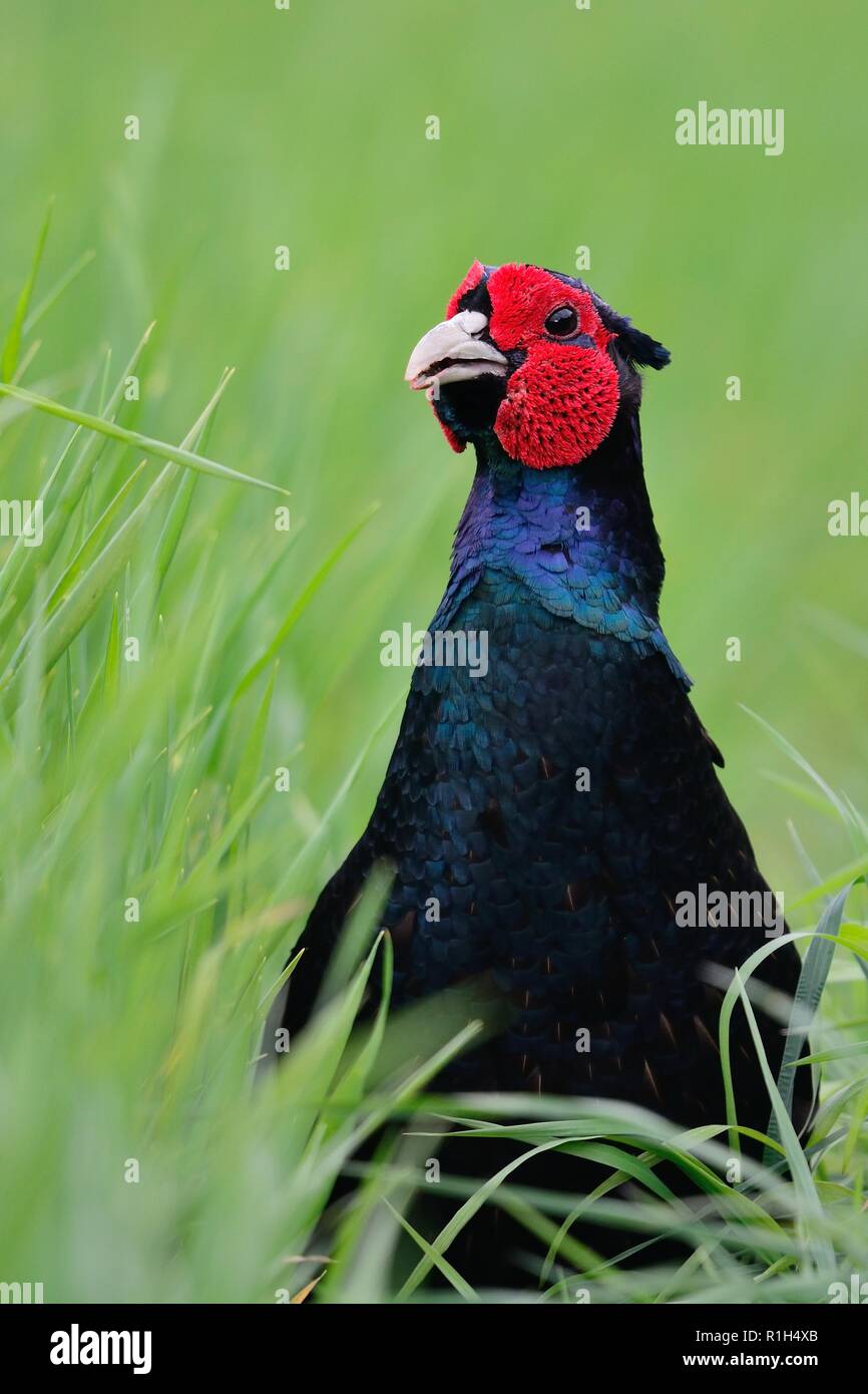 Close up head shot d'un mutant melanistic faisan dans l'herbe longue Banque D'Images