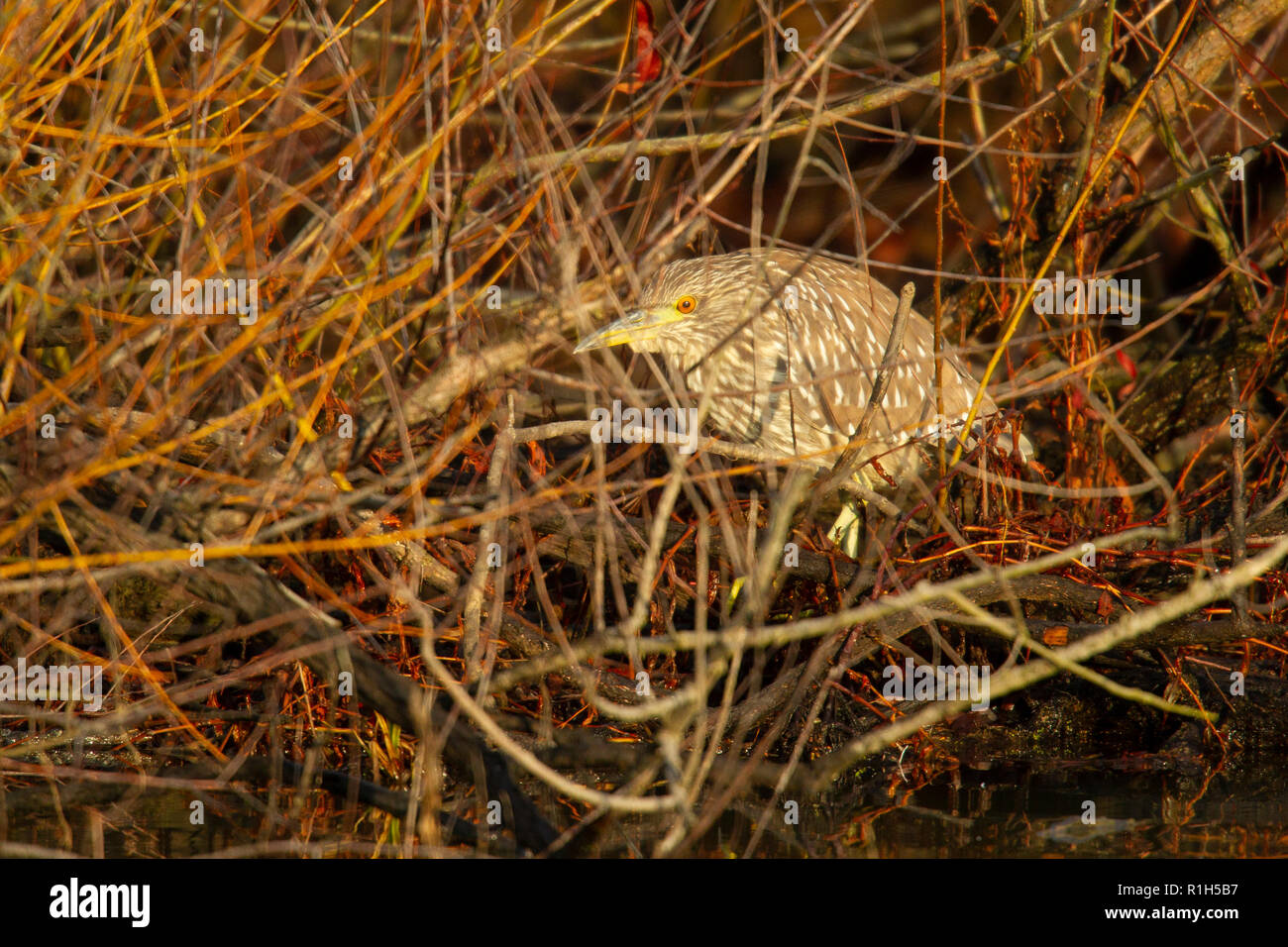 Black-Crowned Bihoreau gris (Nycticorax nycticorax), juvénile, se cachant dans des roseaux Banque D'Images