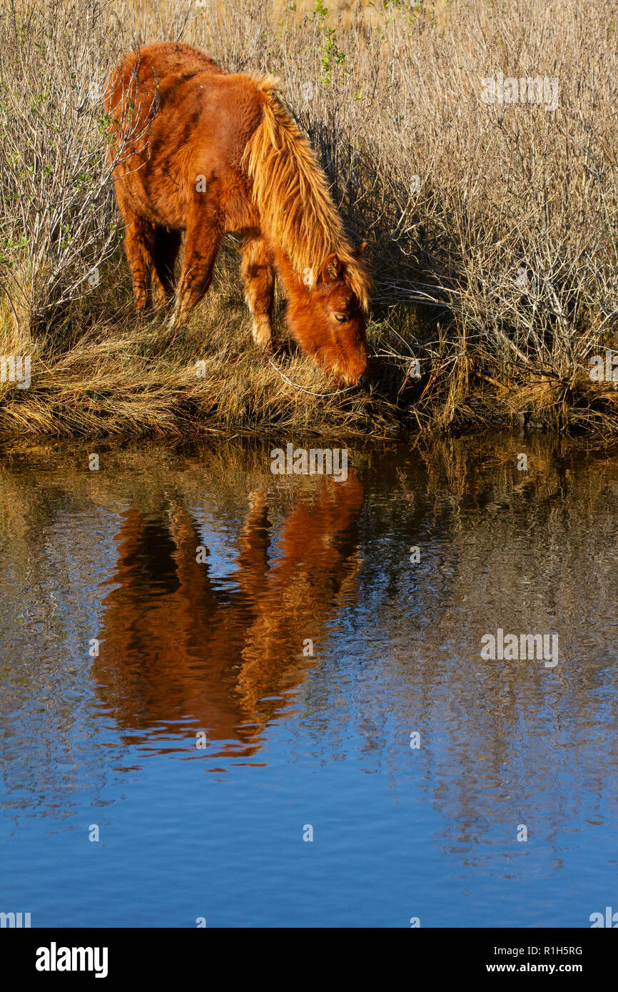 Poney Chincoteague (Equus ferus caballus) à bord de l'eau Banque D'Images