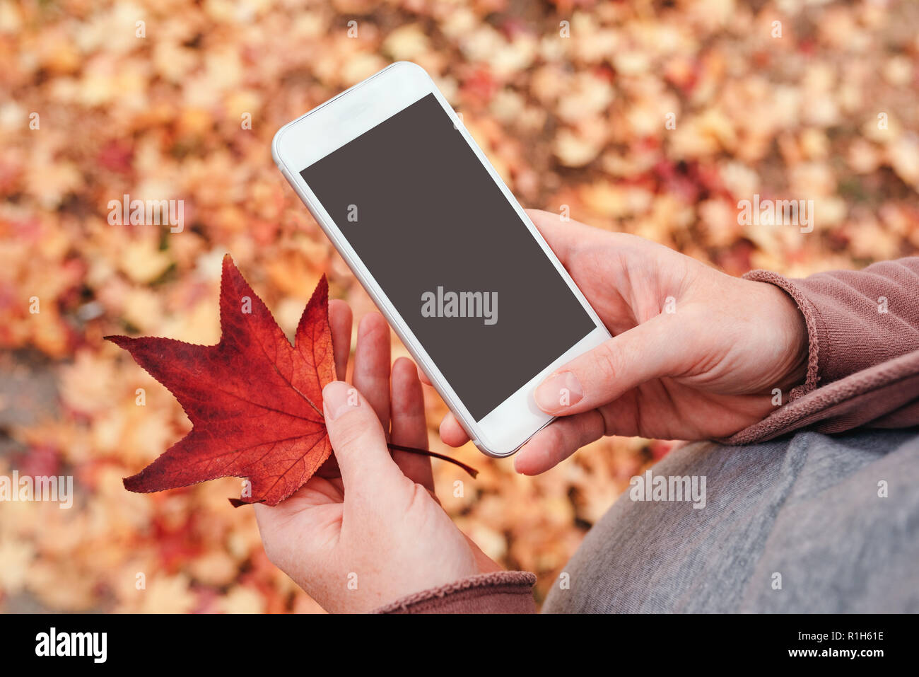 Woman holding smartphone et sec de la feuille d'érable japonais dans le parc en plein air aux beaux jours d'automne Banque D'Images