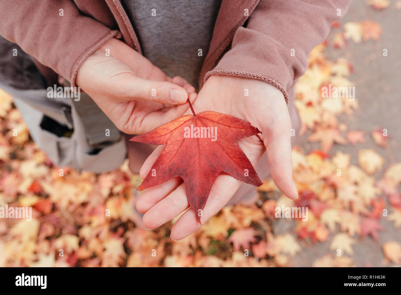 Feuille d'érable japonais coloré dans la main, symbole du changement de la saison Banque D'Images