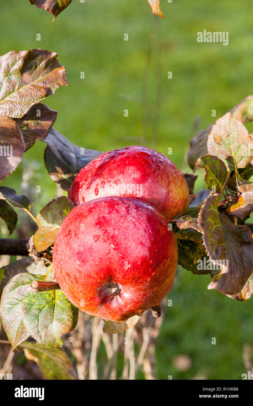 Diable rouge Apple pousse dans un français apple orchard Cheshire England UK Banque D'Images