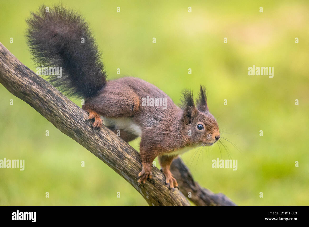 L'écureuil roux (Sciurus vulgaris) close up de the animal assis sur la branche d'alerte alors que la recherche de danger avec un fond vert Banque D'Images