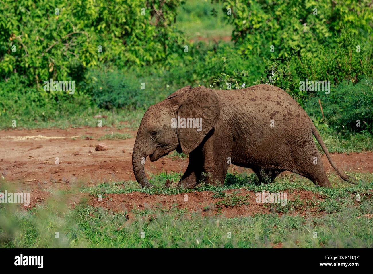 Un jeune éléphant brousse africaine de marcher à travers la route Banque D'Images