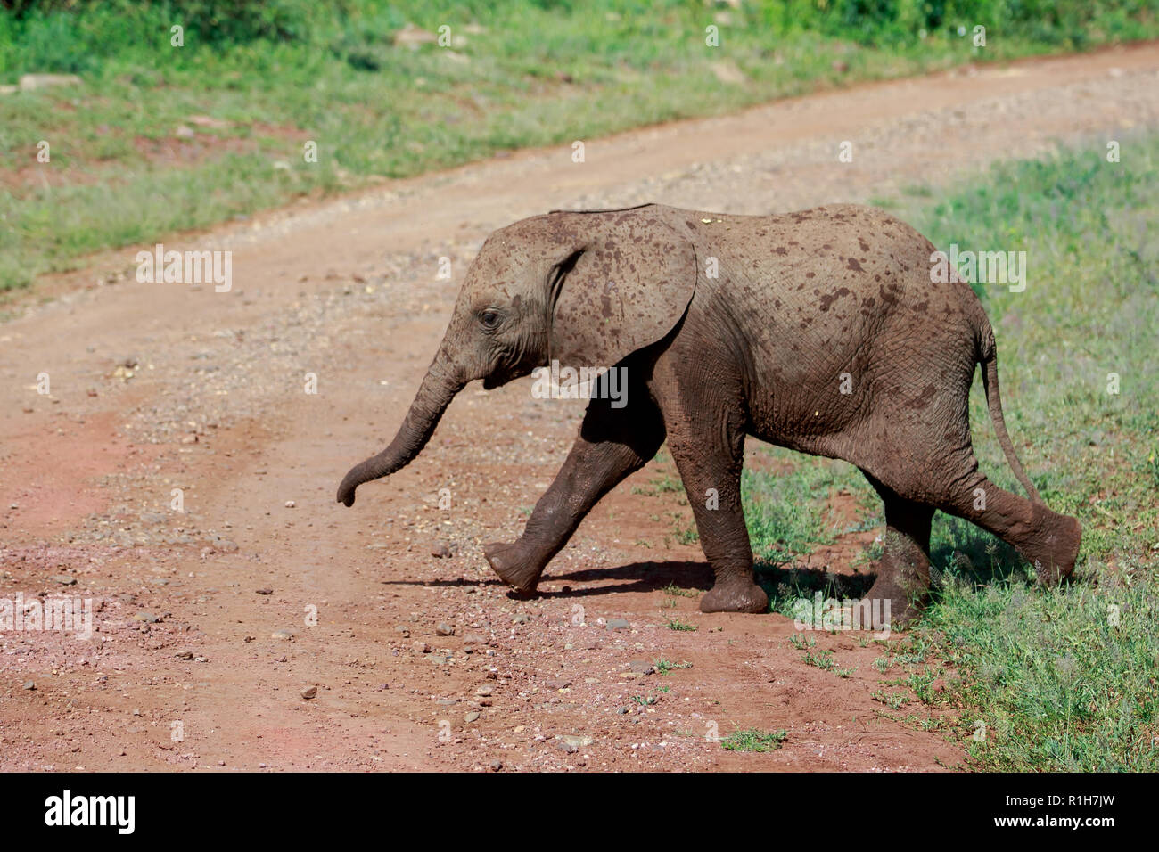 Un jeune éléphant brousse africaine de marcher à travers la route Banque D'Images