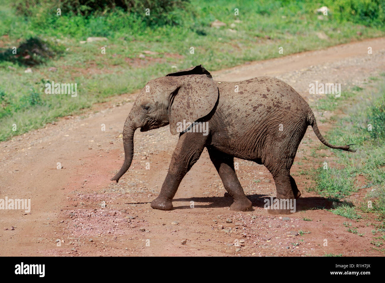 Un jeune éléphant brousse africaine de marcher à travers la route Banque D'Images