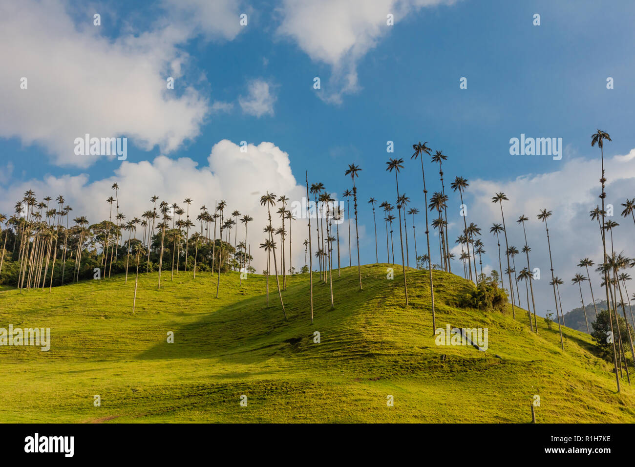 El Bosque de Las Palmas Paysages de palmiers de la vallée de Cocora près de Salento Quindio en Colombie Amérique du Sud Banque D'Images