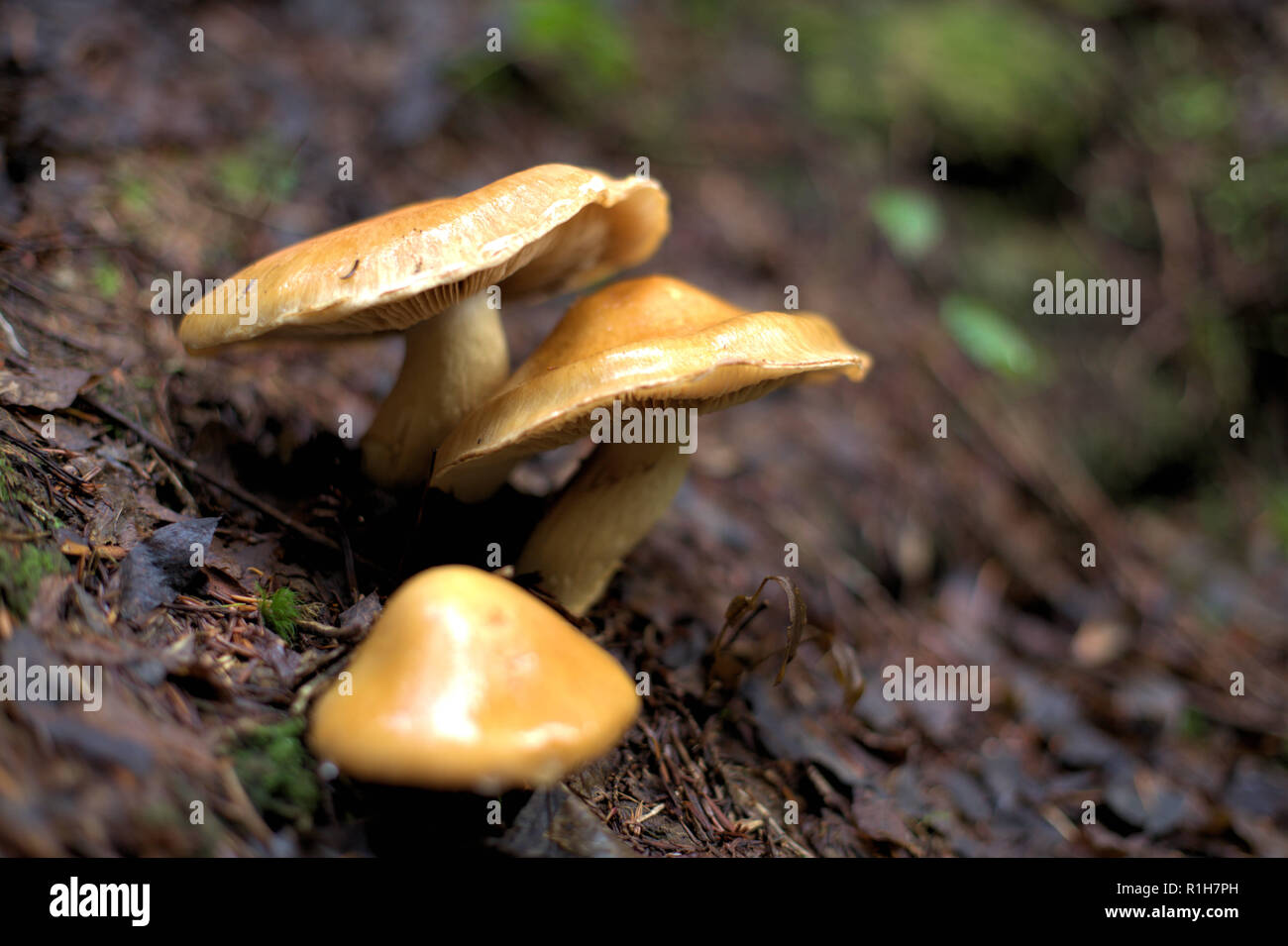 Jaune trois champignons sauvages du nord-ouest du Pacifique, la croissance de la forêt en montagne, sol Eagle d'Anmore, BC, Canada Banque D'Images