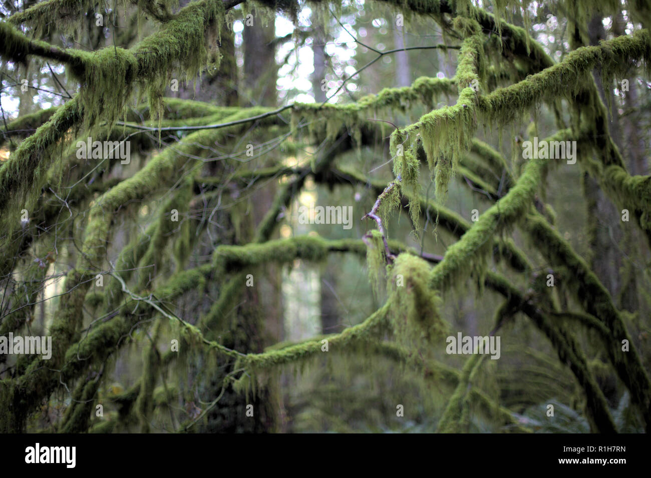 Branches vert couvert de mousse dans la forêt humide de Eagle Mountain, Anmore, BC, Canada, à l'automne, avec un fond blanc lumineux Banque D'Images