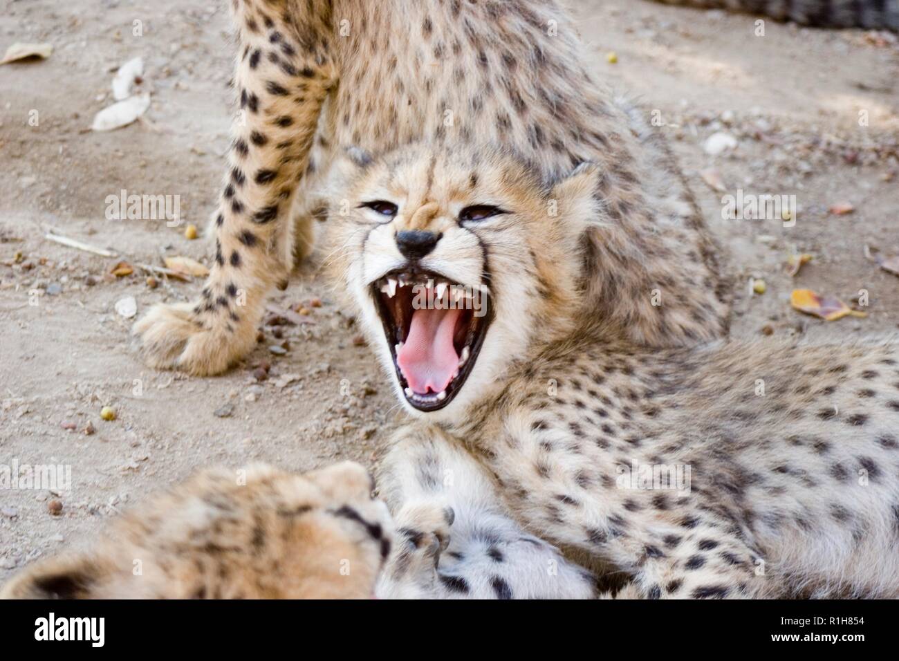 Cheetah Acinonyx jubatus, oursons, Banque D'Images