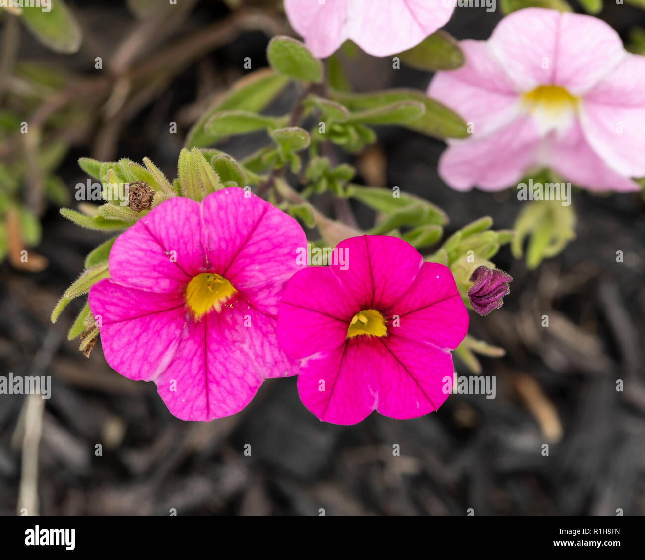 Calibrachoa, une variété de fleurs qui est pentunia-comme. New York, USA. Banque D'Images