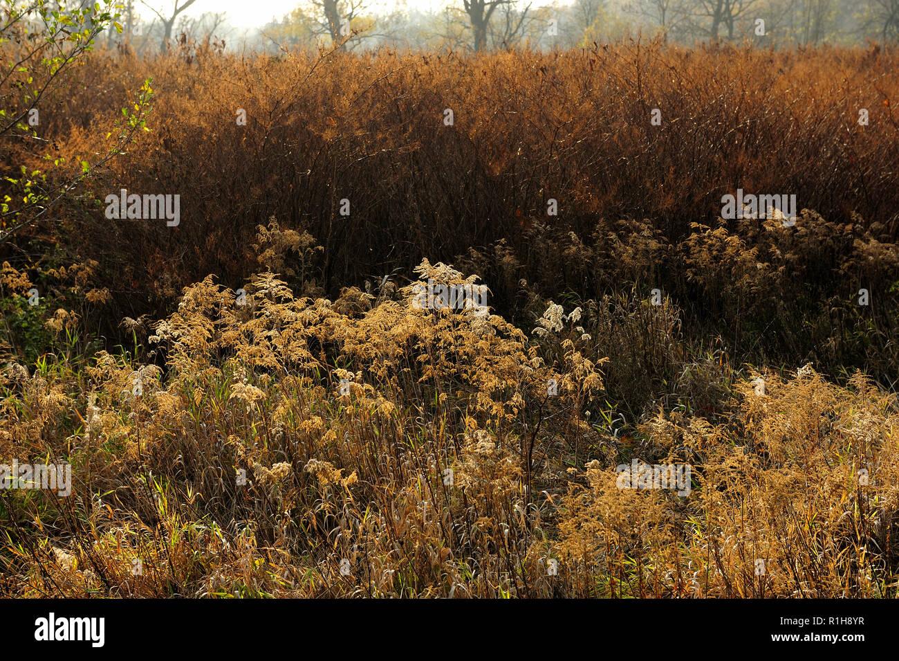 L'automne, beauté, paysages, climat, les cumulus, automne, naturel, ncoming, scenic, voyages, nuages, idyllique, le soleil, la lumière du soleil, la saison, la météo Banque D'Images