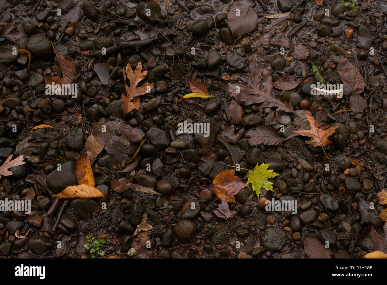 Belles feuilles couleur d'automne sur le sol en pierre Banque D'Images