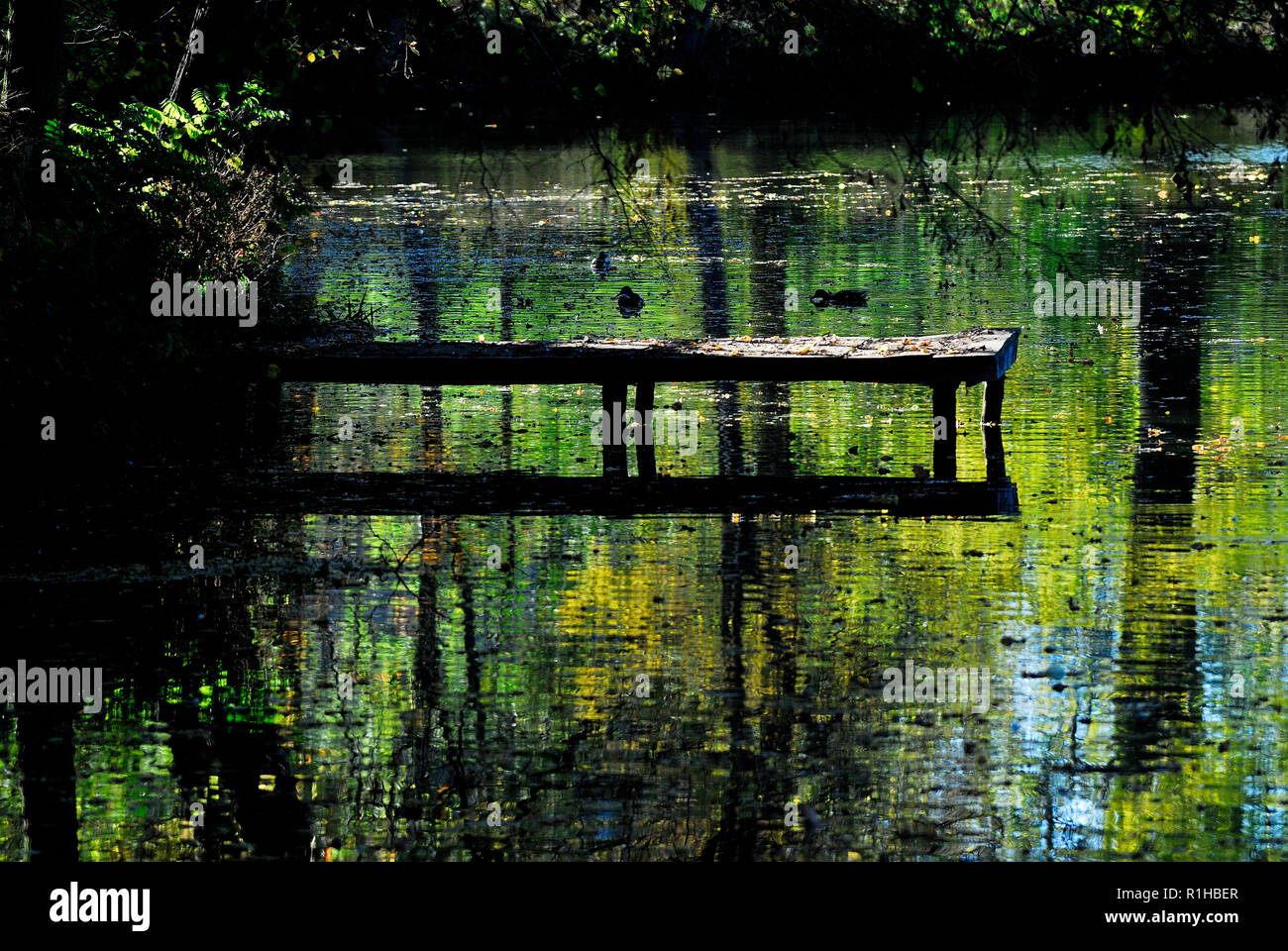 soleil, jour ensoleillé, loisirs, lac, nature,silence, style de vie, harmonie, eau, environnement naturel,Paysage, faune, photo Kazimierz Jurewicz, Banque D'Images