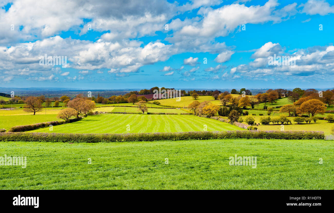La recherche à travers la campagne du Cheshire comme les premiers signes de l'automne deviennent apparents. Banque D'Images