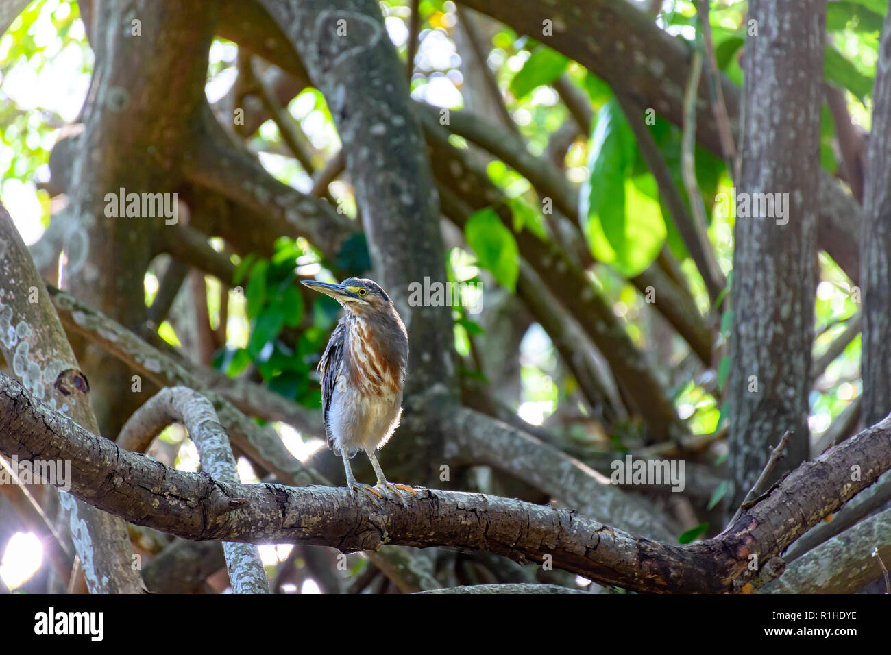 Petit oiseau sauvage perché sur le cadre naturel et préservé de la végétation de mangrove au bord d'un étang au Brésil Banque D'Images