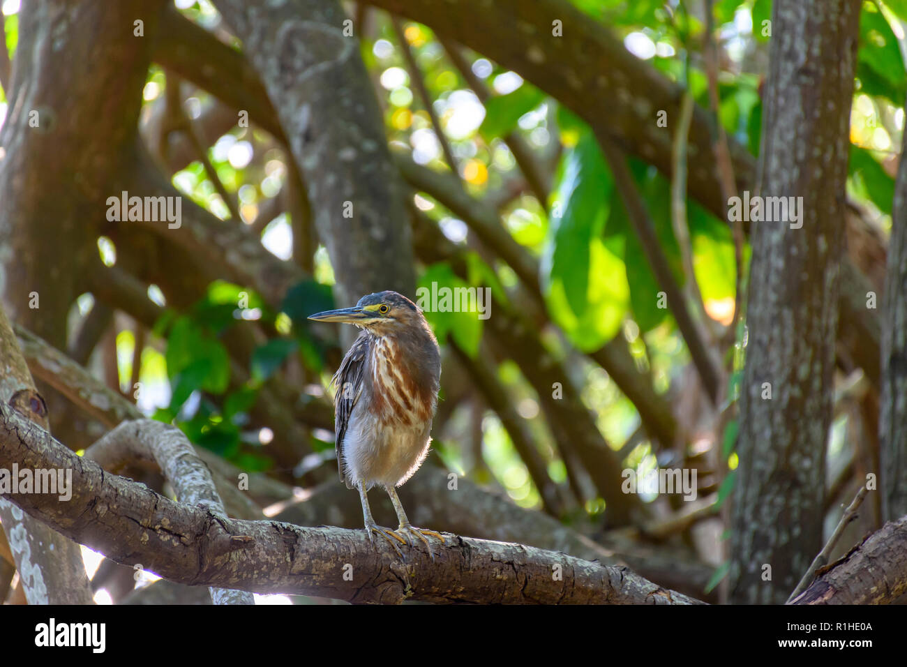Petit oiseau sauvage perché sur le cadre naturel et préservé de la végétation de mangrove au bord d'un étang au Brésil Banque D'Images