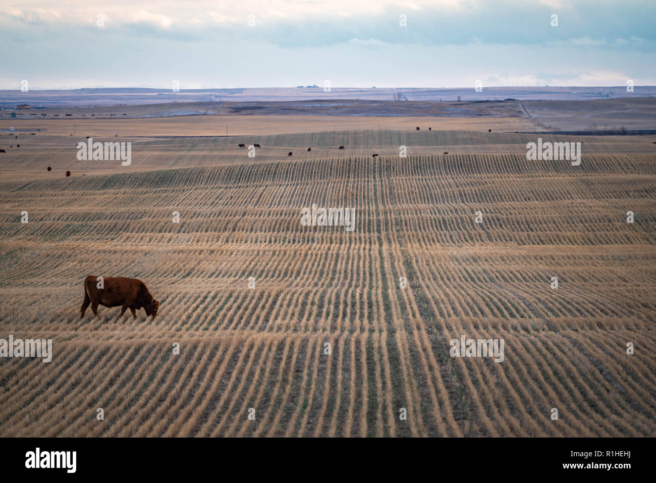 Paysage des prairies avec seule vache paissant dans les champs de ferme avec ciel couvert. Banque D'Images