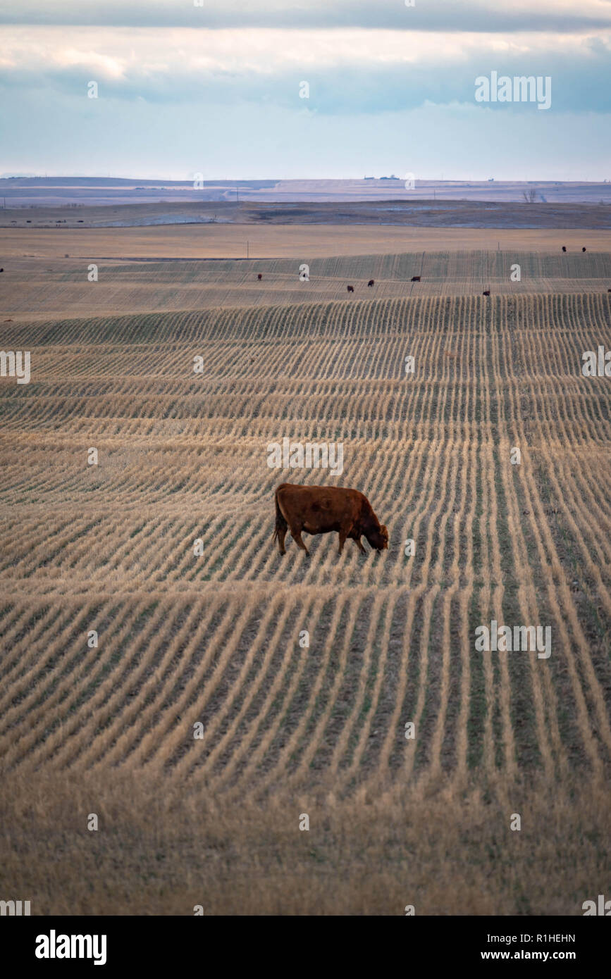 Paysage des prairies avec seule vache paissant dans les champs de ferme avec ciel couvert. Banque D'Images