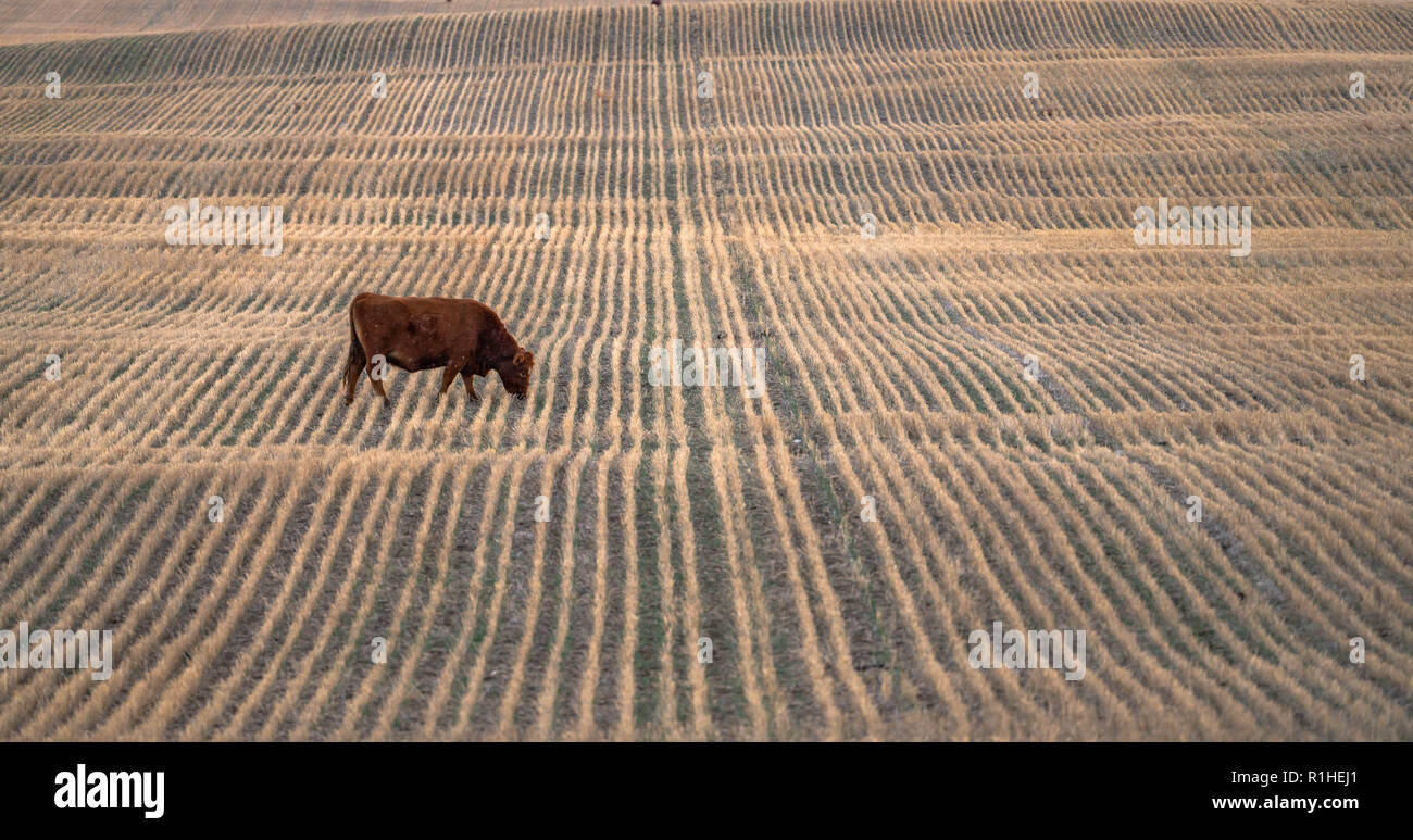 Paysage des prairies avec seule vache paissant dans les champs de ferme avec motif vertical. Banque D'Images