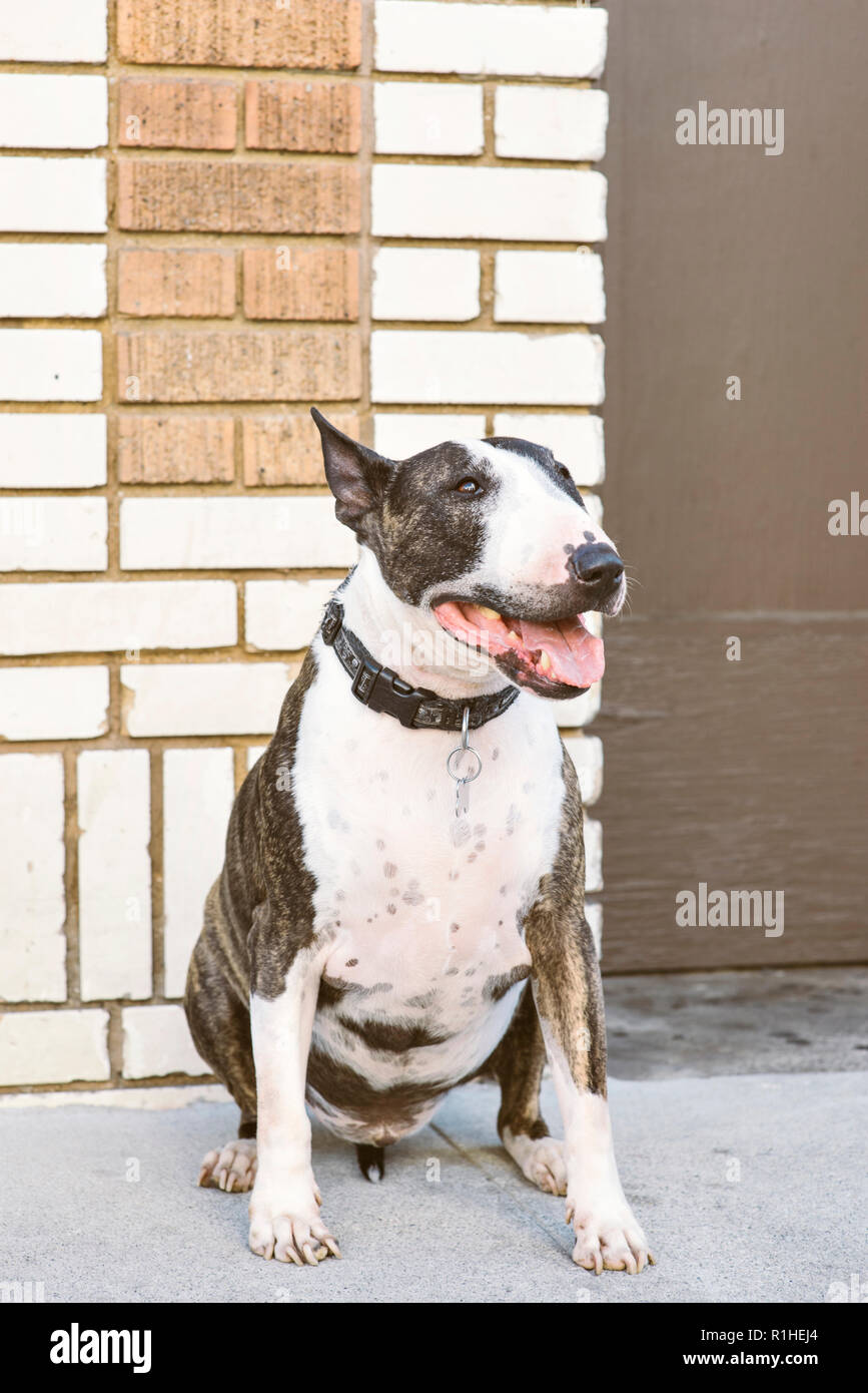Un chien bull terrier en milieu urbain s'asseyant Banque D'Images