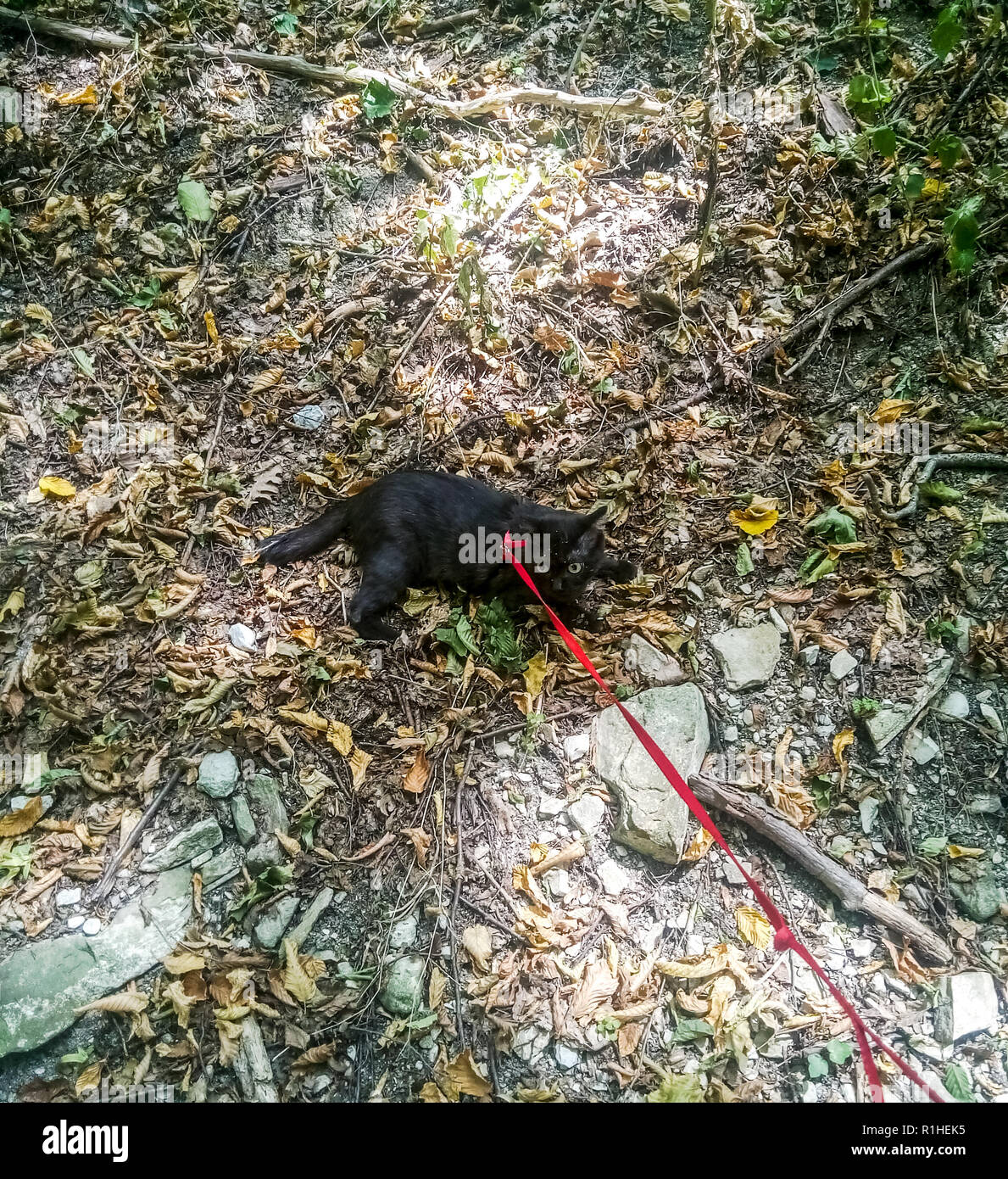 Marcher sur le faisceau de la laisse d'un chat noir. Le chat marche dans le parc Banque D'Images