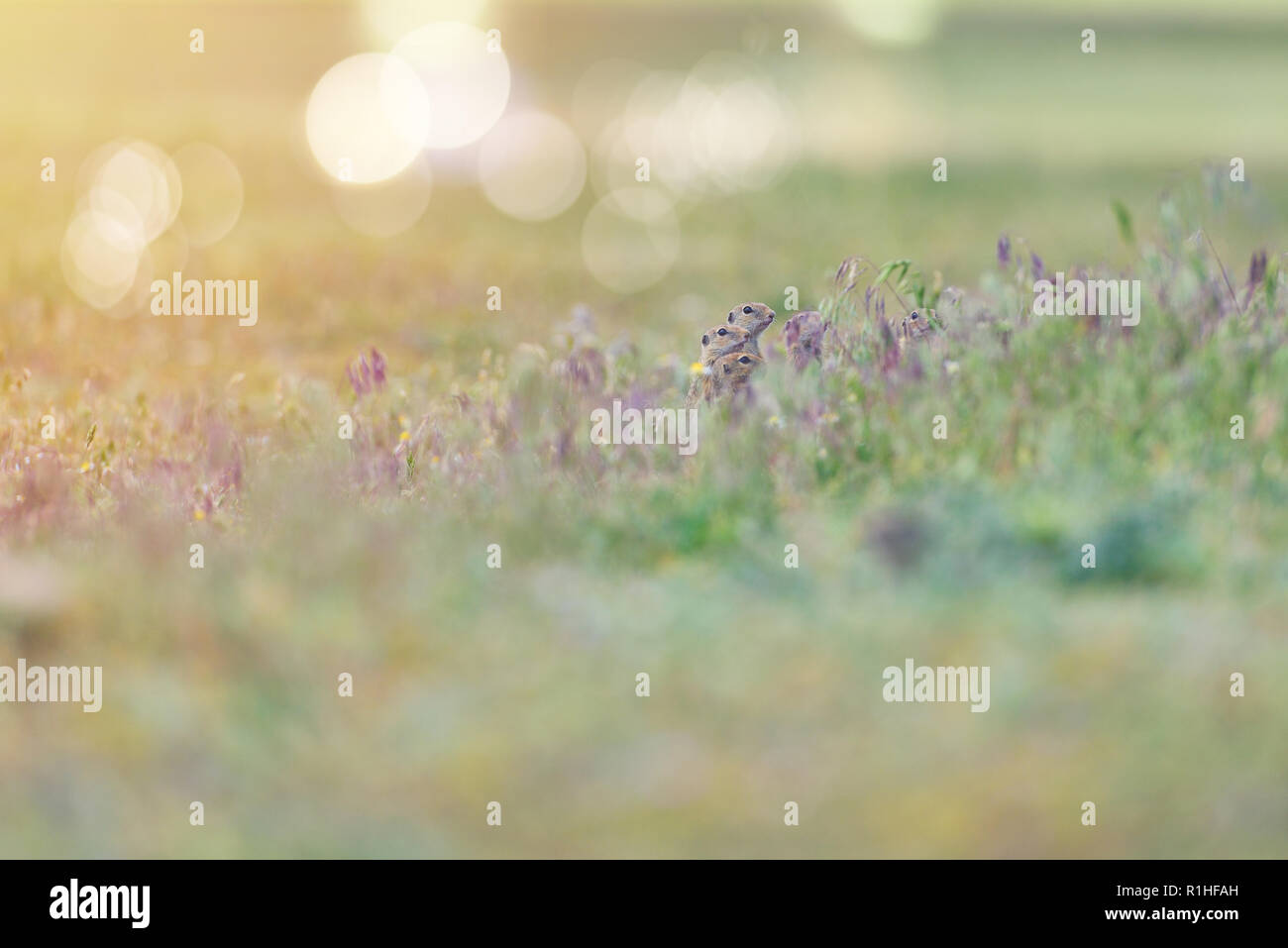 Adorable petite famille d'écureuils terrestres à l'extérieur de leur terrier (Spermophilus citellus) Banque D'Images