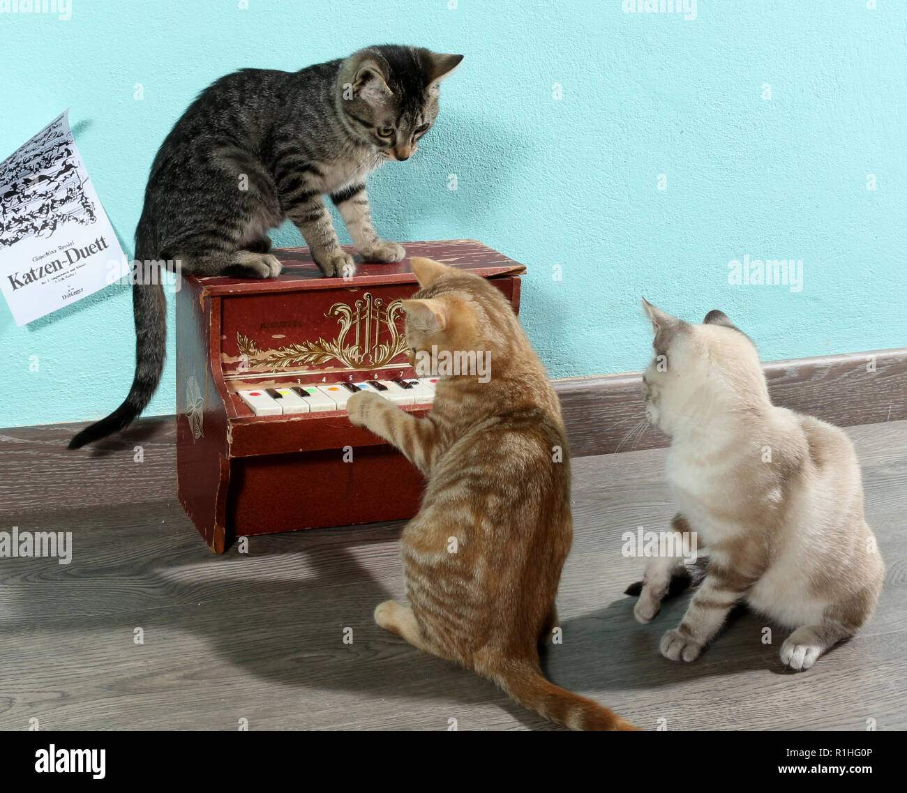 Trois chatons, 10 semaines, jouant avec un mini-piano Banque D'Images