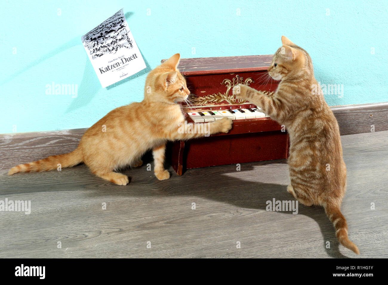 Deux chatons jouant avec un mini piano Banque D'Images