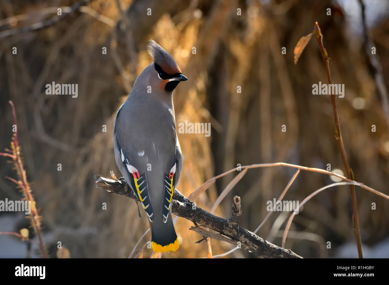 Conseils d'oiseaux sauvages Banque de photographies et d’images à haute ...