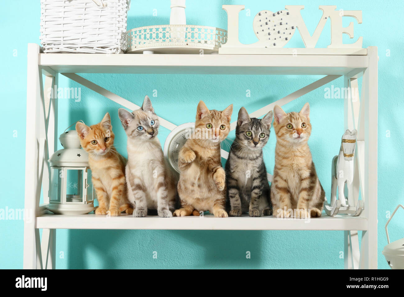 Cinq chatons, 10 semaines, assis dans un regal Banque D'Images