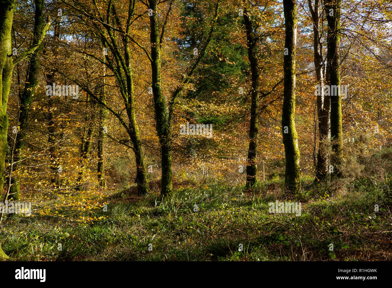 Les hêtres forestiers d'automne, Cornwall, UK Banque D'Images