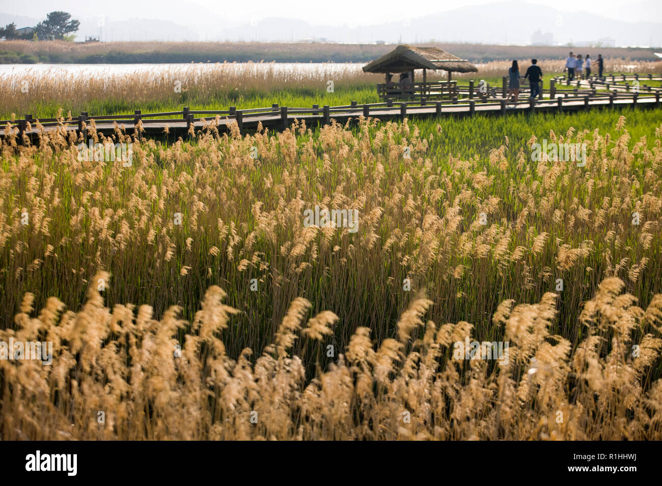 La baie de Suncheon Suncheon dans le jardin national-si, Jeollanam-do, Province de la Corée du Sud. Banque D'Images