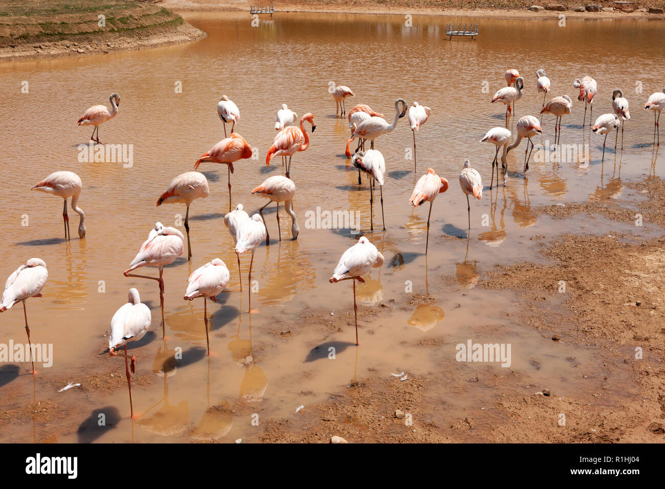 La baie de Suncheon Suncheon dans le jardin national-si, Jeollanam-do, Province de la Corée du Sud. Banque D'Images