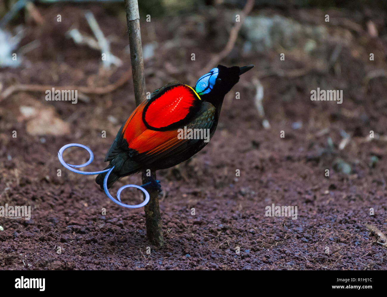 Wilsons Oiseau De Paradis Photos Wilsons Oiseau De Paradis