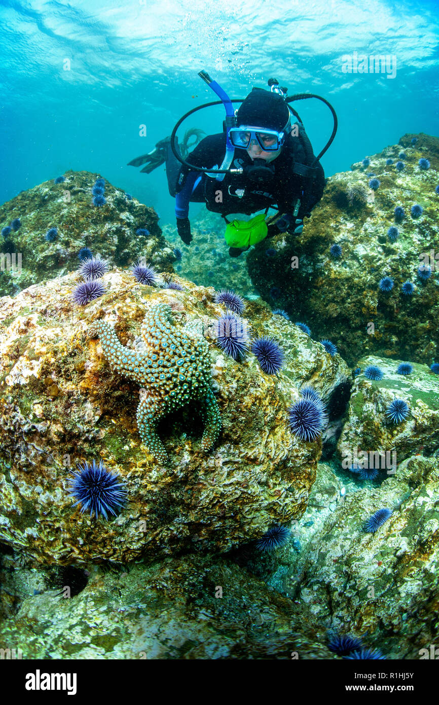 Une plongée sous-MARINE féminine explore un récif rocheux à l'île Santa Cruz, sanctuaire marin national des îles Anglo-Normandes, Californie Banque D'Images