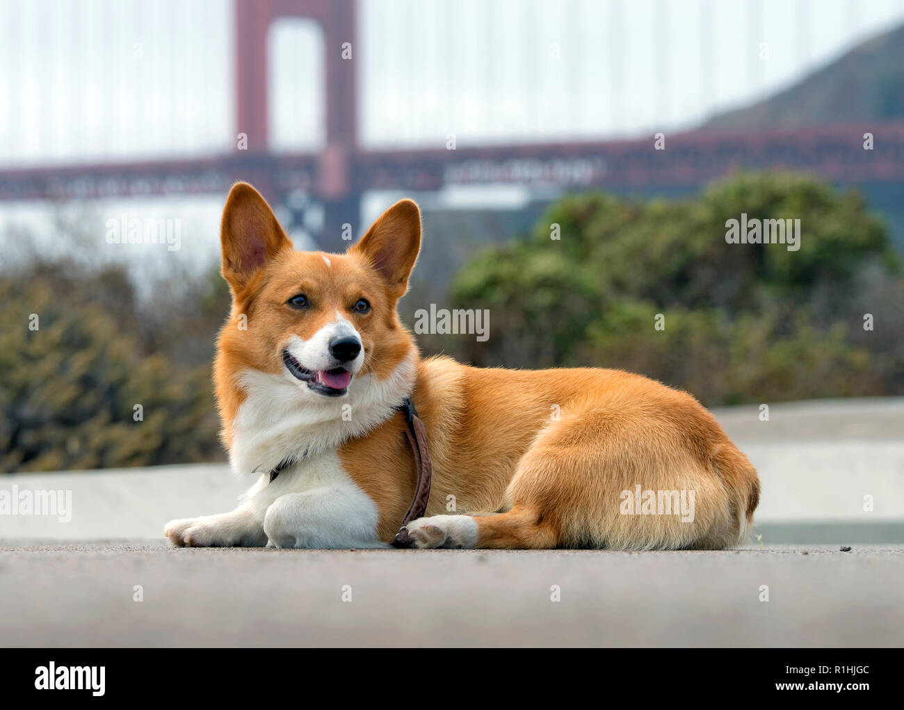 Pembroke Welsh Corgi devant le Golden Gate Bridge Banque D'Images