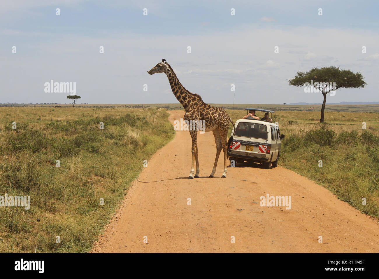 Une girafe traversant la rue dans le Masai Mara national park Banque D'Images