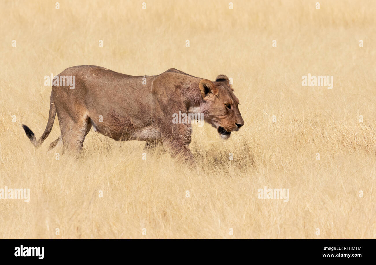 Lionne marchant à travers les herbes hautes, Etosha National Park, Namibie, Afrique du Sud Banque D'Images