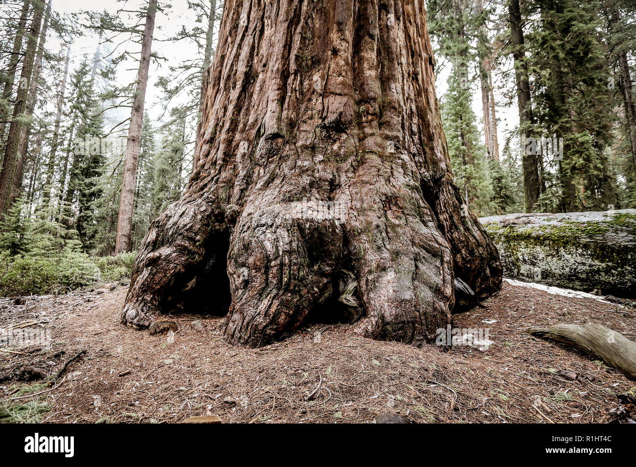 Les troncs des arbres Séquoia sequoia et dans le parc national Kings Canyon en Californie Banque D'Images