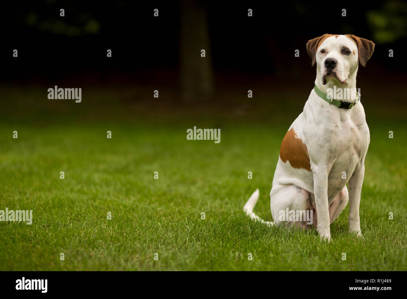 Chiens canines animaux domestiques animaux assis Banque de