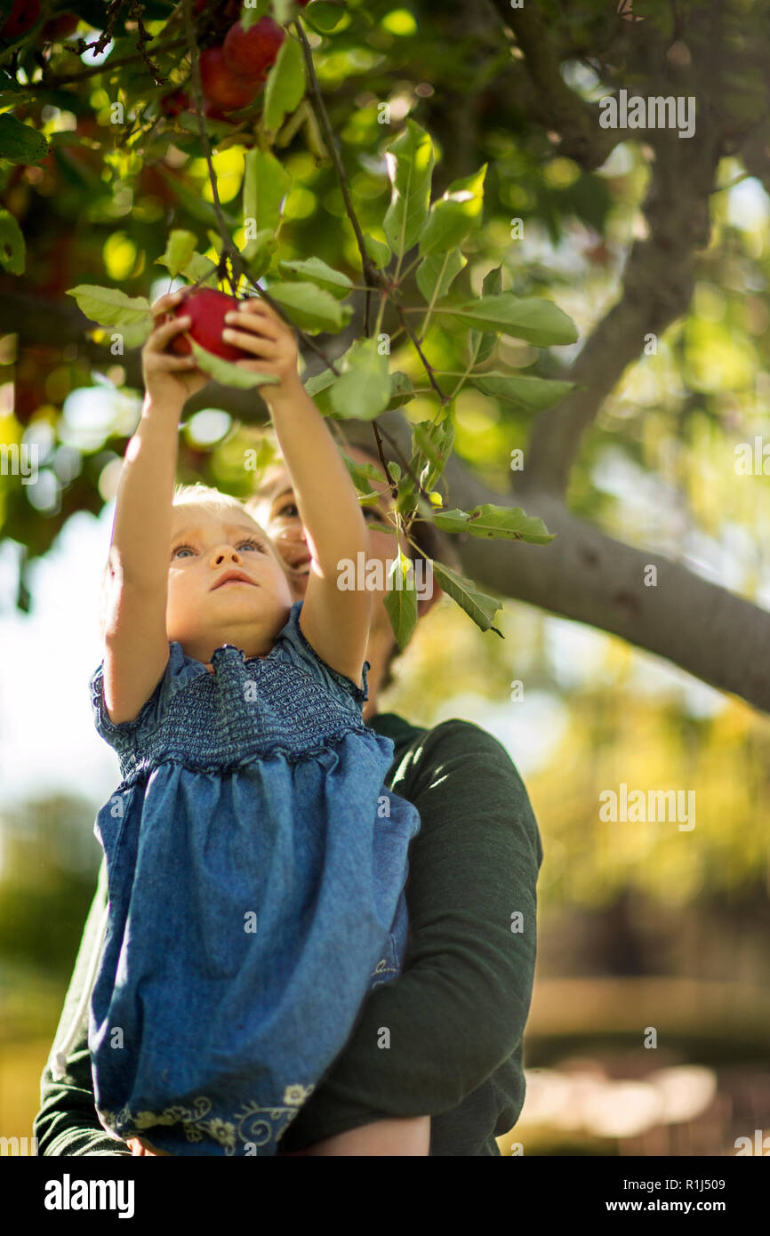 Young Girl picking une pomme rouge d'un arbre. Banque D'Images