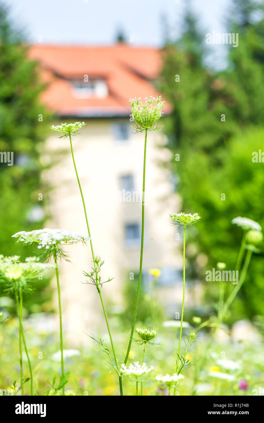 Close up d'achillée fleur avec chambre en arrière-plan Banque D'Images